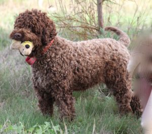 Ducketts Prize Lineage of DCKLAGOTTO Baroness Magdalen paired with GILLENIAS WINSTON (SWEDEN) brings an outstanding King Cesare. King Cesare has won his 1st step on the "Truffle Bench", and will join Ducketts breeding group. 